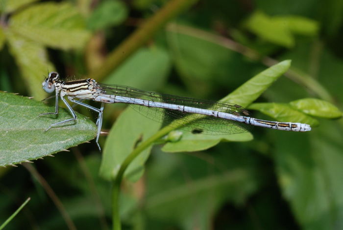 Platycnemis pennipes (maschi e femmine)